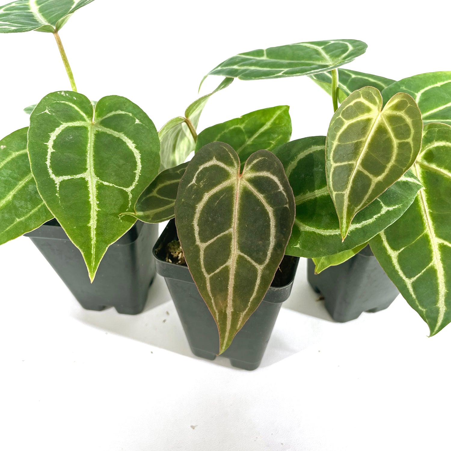 anthurium mag Anthurium crystallinum/magnificum x 'Doc Block F2'