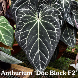 Anthurium forgetii/'Ace of Spades' x 'Doc Block F2'