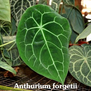 Anthurium forgetii/'Ace of Spades' x 'Doc Block F2'