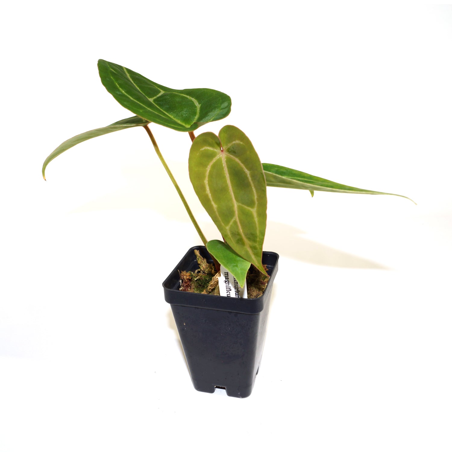 anthurium stekken Anthurium magnificum – Steve's Leaves