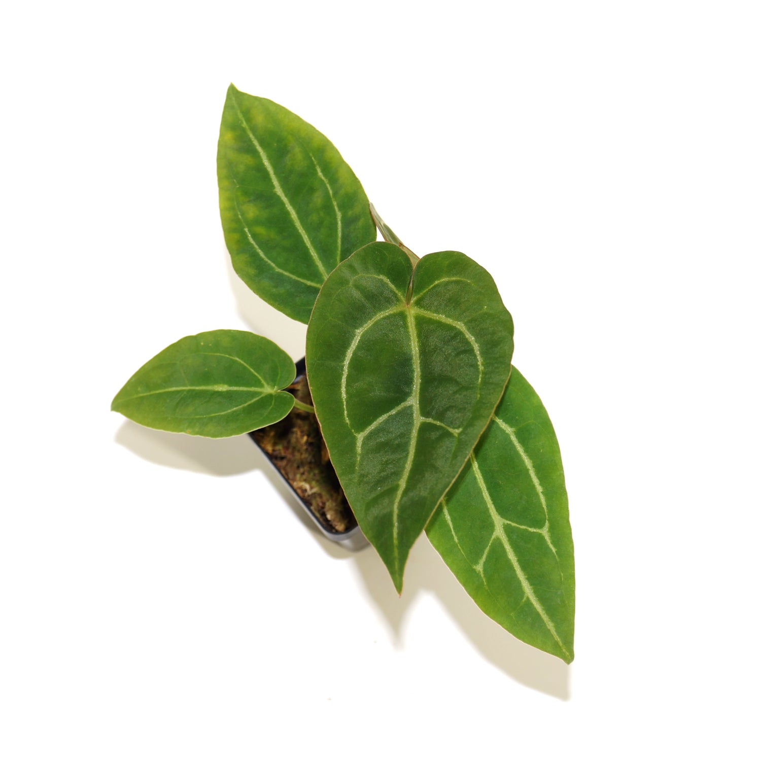 el anthurium Anthurium magnificum