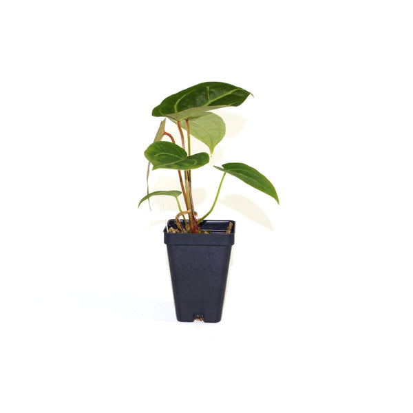 Anthurium magnificum – Steve's Leaves