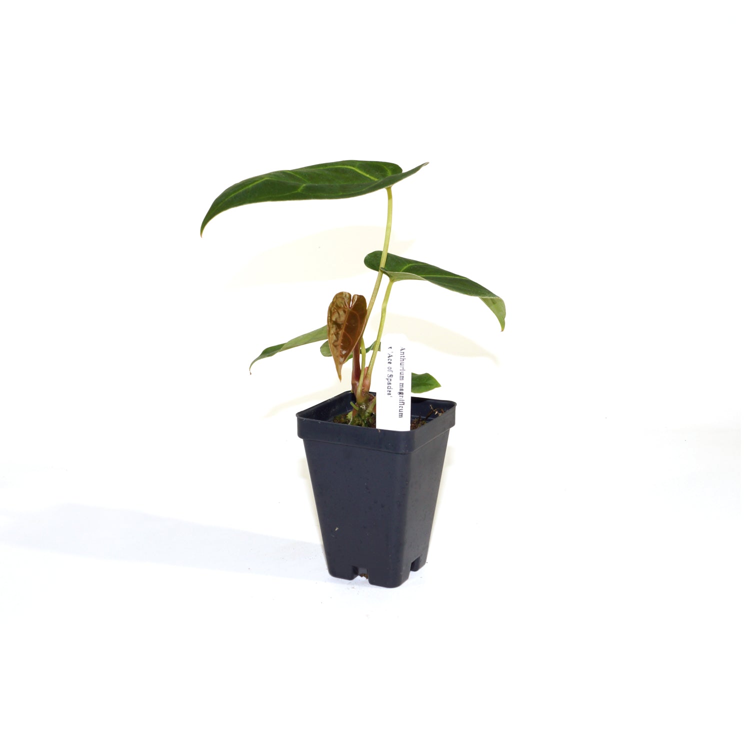 philodendron ace of spades Anthurium magnificum x 'Ace of Spades'