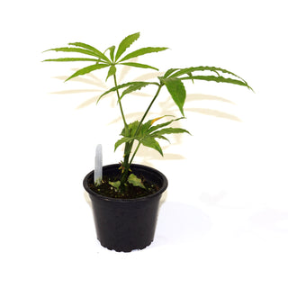 Anthurium polyschistum - 3.5" Pot