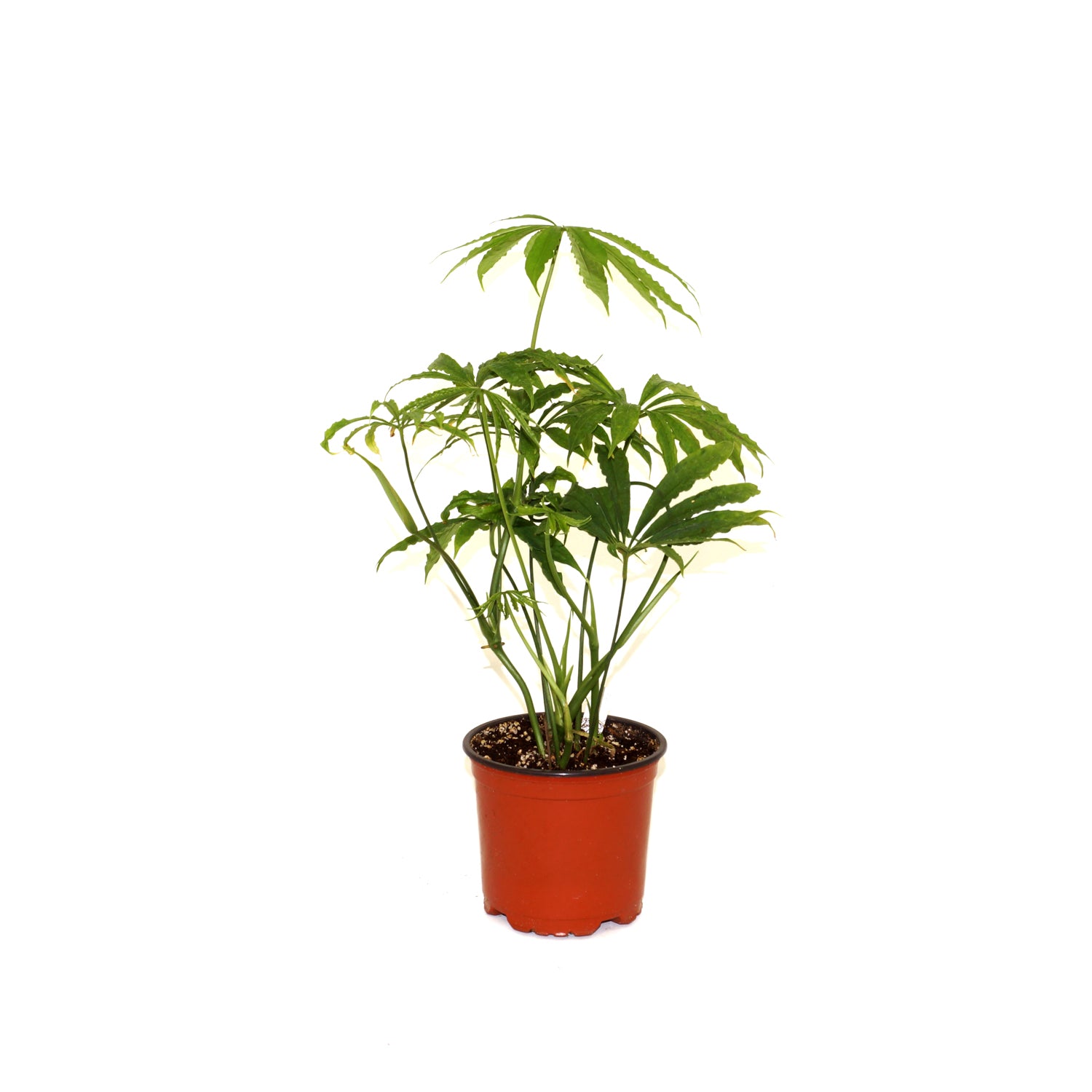 anthurium palmate lea Anthurium polyschistum