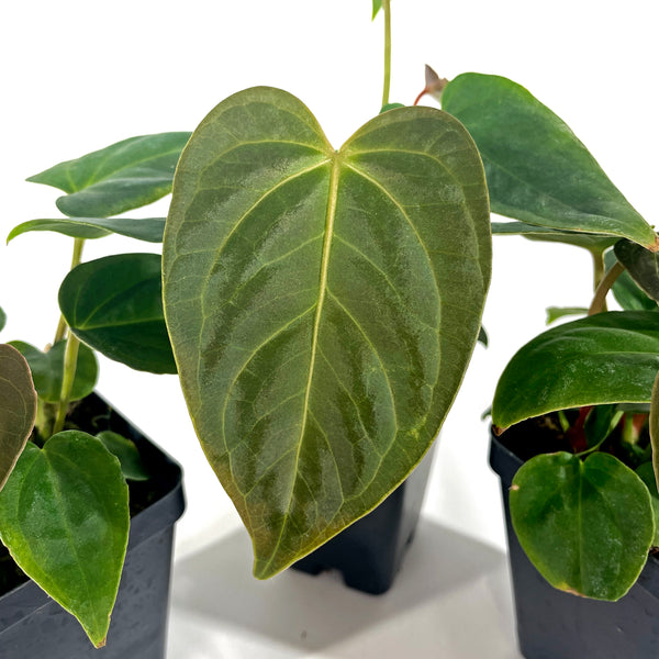 anthurium regale humidity Anthurium regale x nigrolaminum 'Gigi' – Steve's Leaves