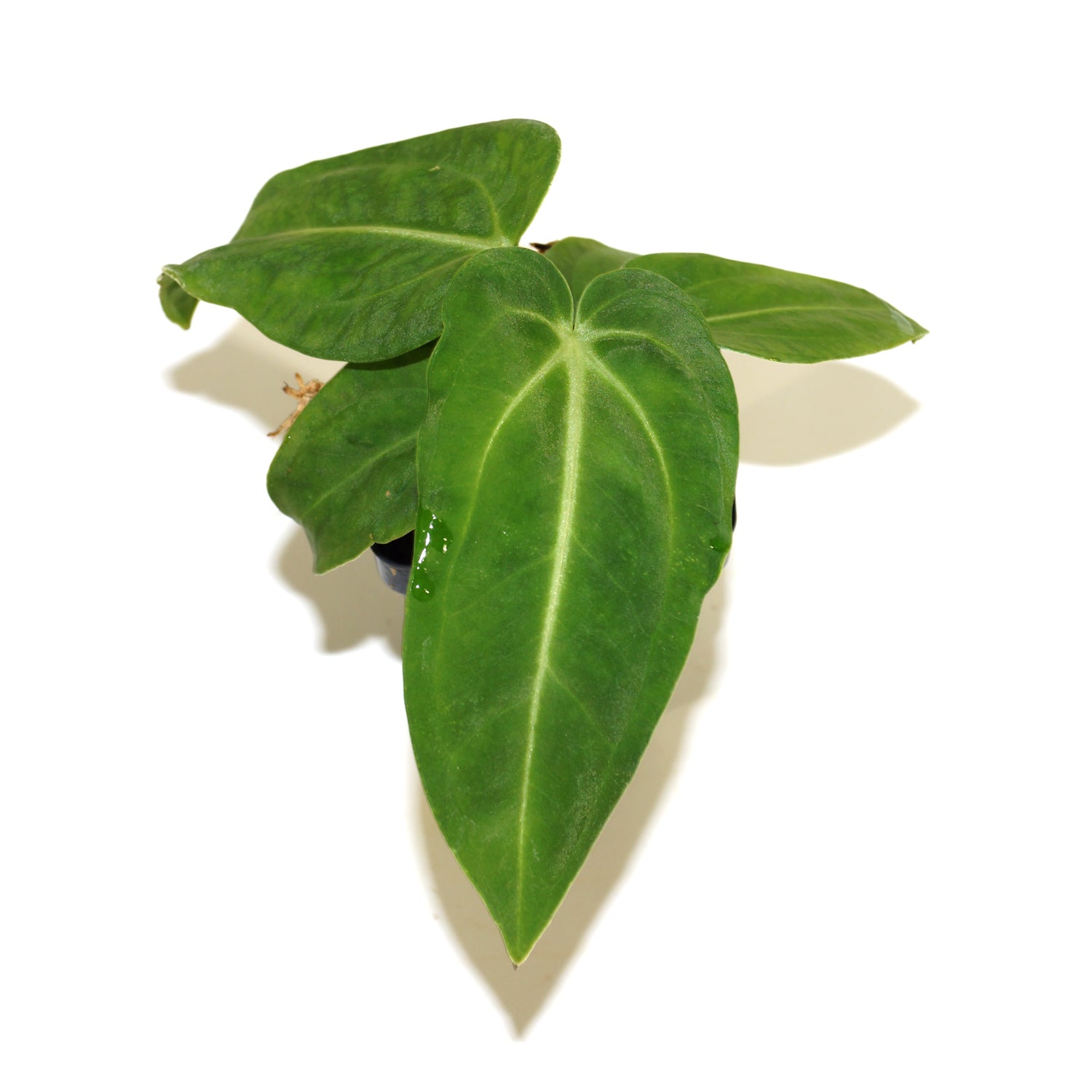 anthurium villenaorum for sale Anthurium villenaorum