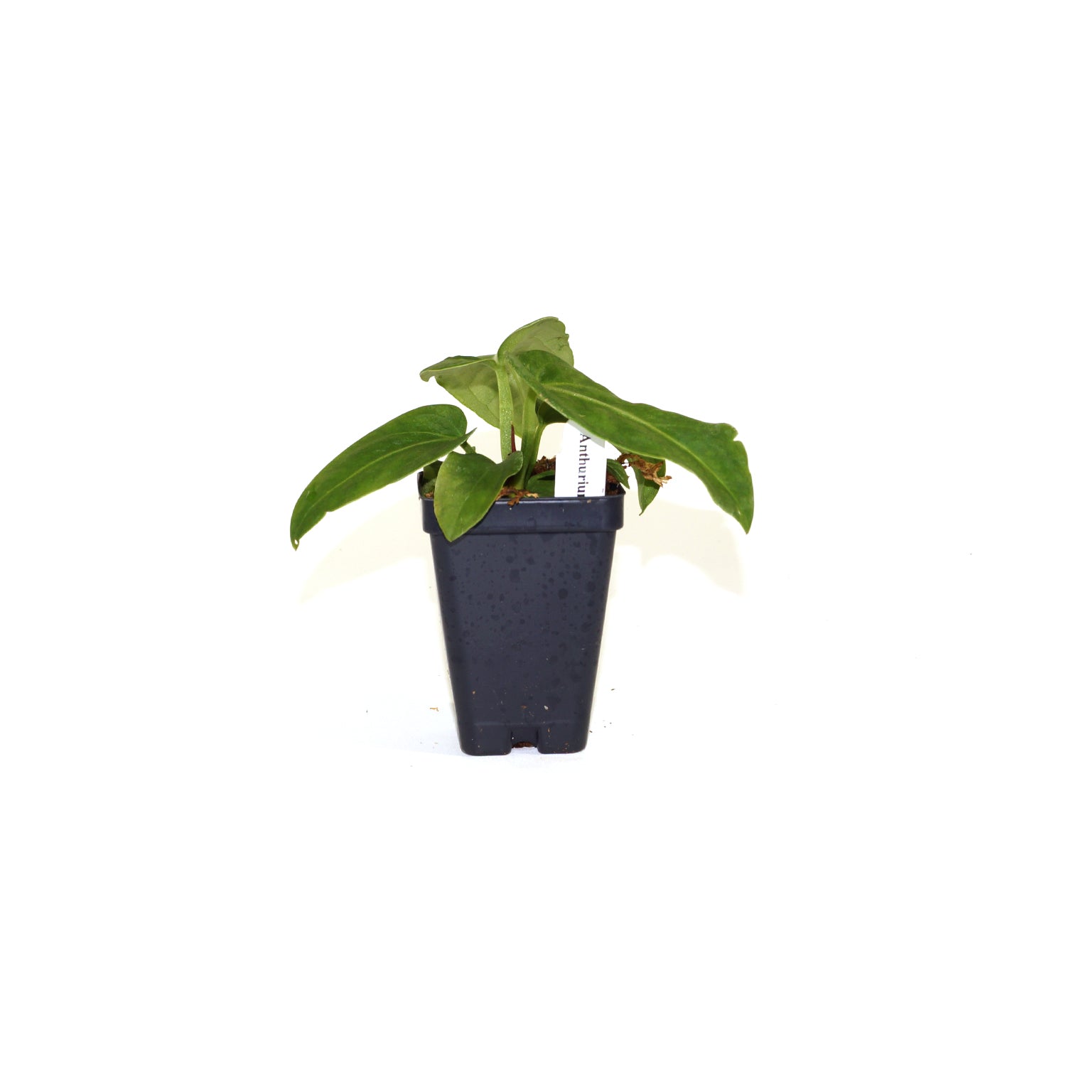 philodendron villenaorum Anthurium villenaorum – Steve's Leaves