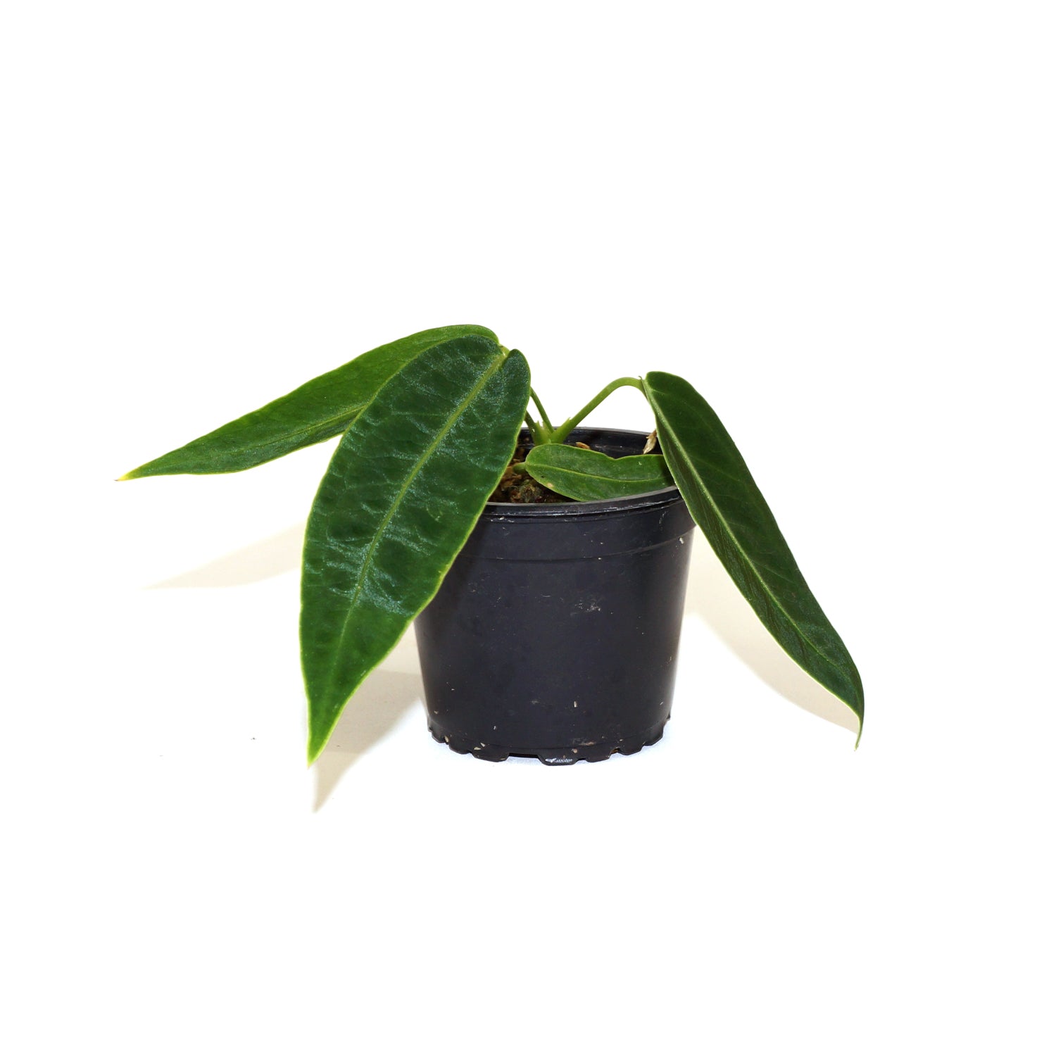anthurium blk queen Anthurium warocqueanum (Dark Form)