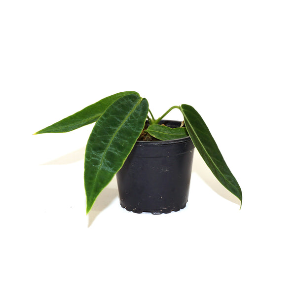 Anthurium Warocqueanum - Dark Form | Queen Anthurium