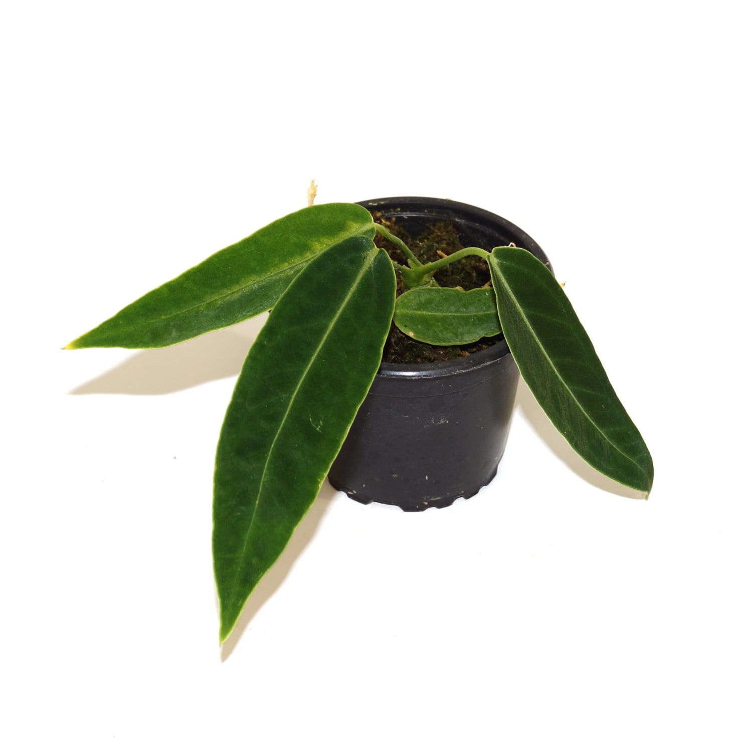 Anthurium warocqueanum (Dark Form)