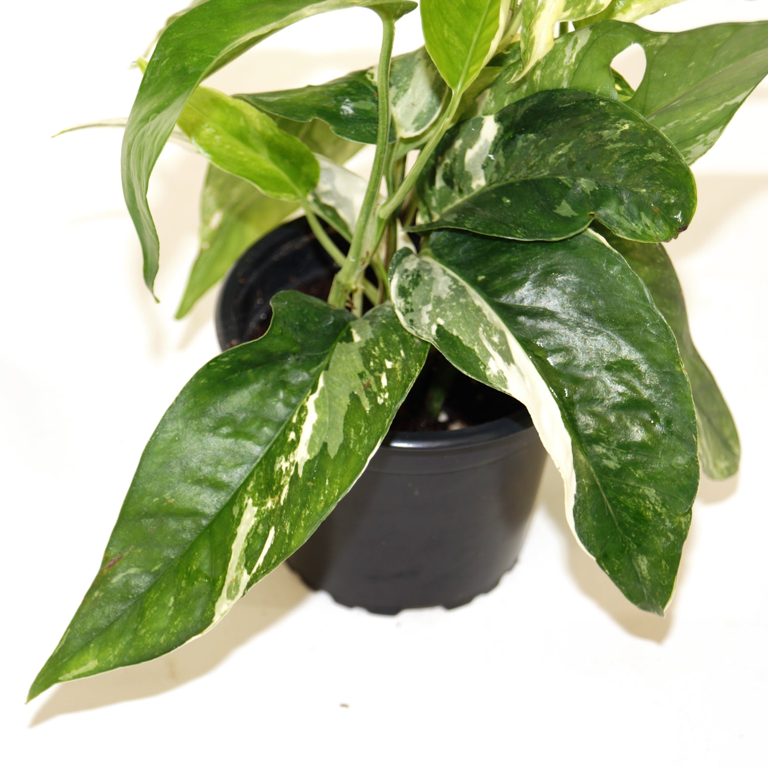 philodendron epipremnum pinnatum variegated Epipremnum pinnatum albo-variegata