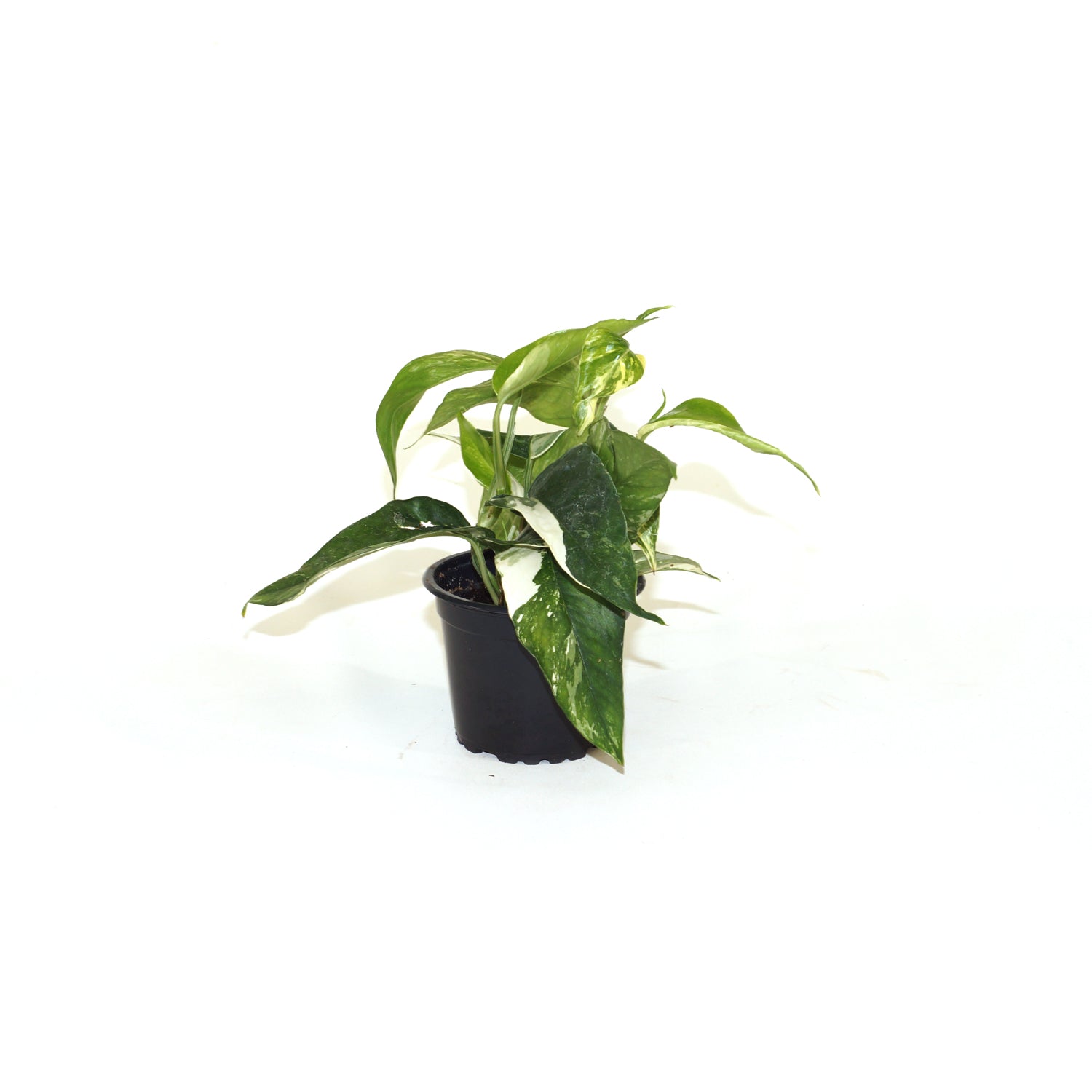 pothos epipremnum pinnatum albo variegata Epipremnum pinnatum albo-variegata