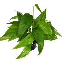 Epipremnum pinnatum 'Aurea' – The Plant Store