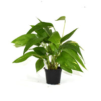 Epipremnum Pinnatum Aurea – Plant Love 4 Me