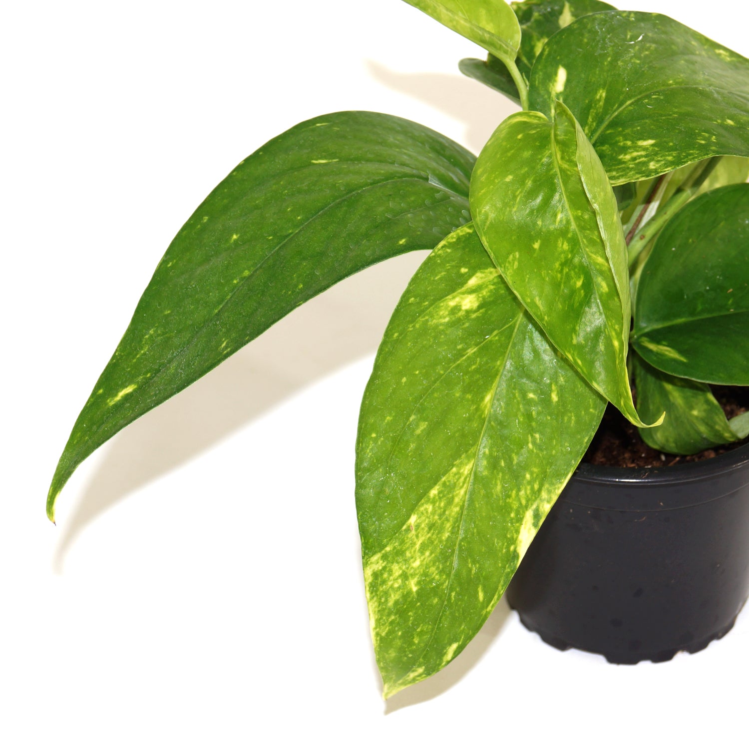 philodendron epipremnum pinnatum variegated Epipremnum pinnatum aurea-variegata