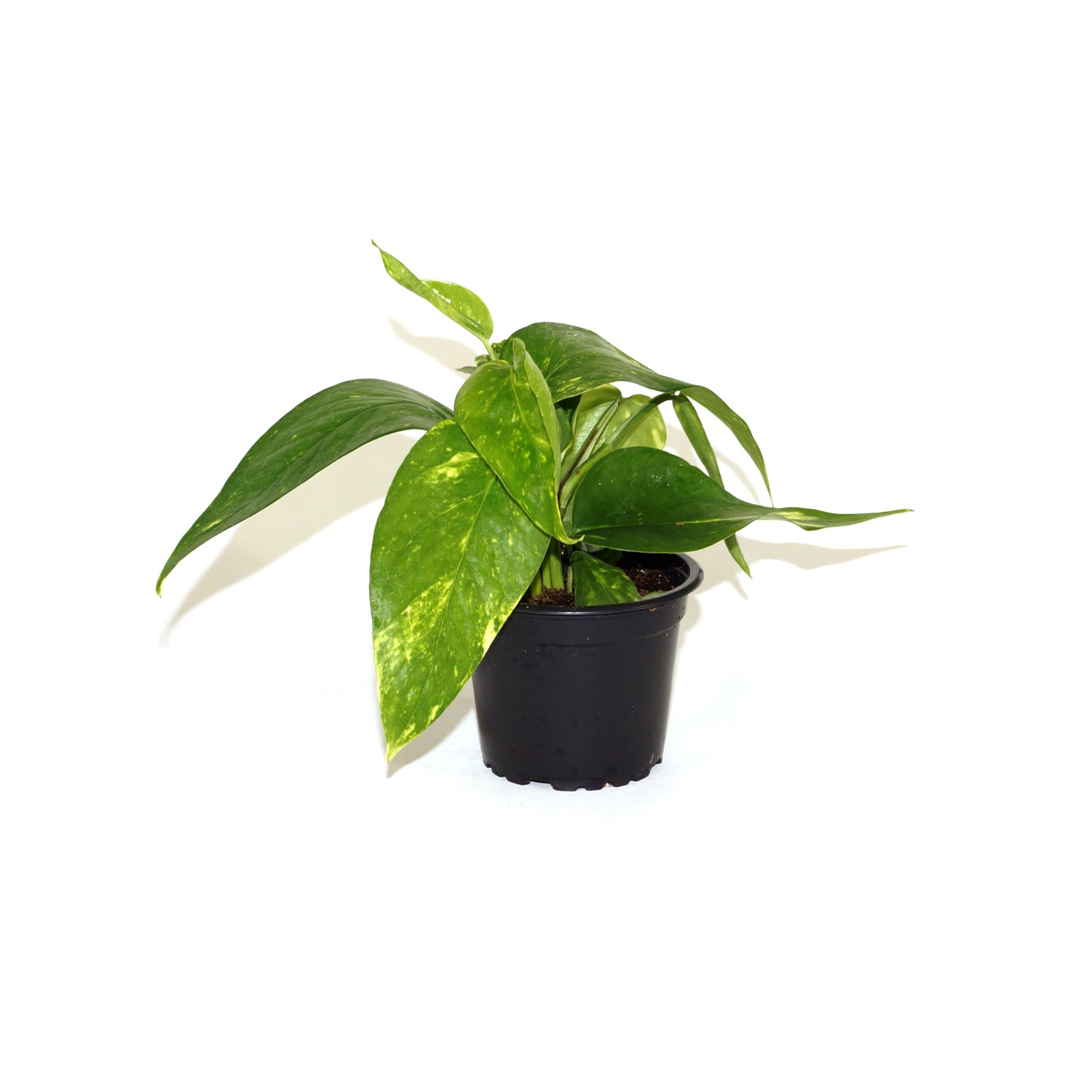 pothos pinnatum variegata Epipremnum Pinnatum Aurea Variegata | Variegated Epipremnum