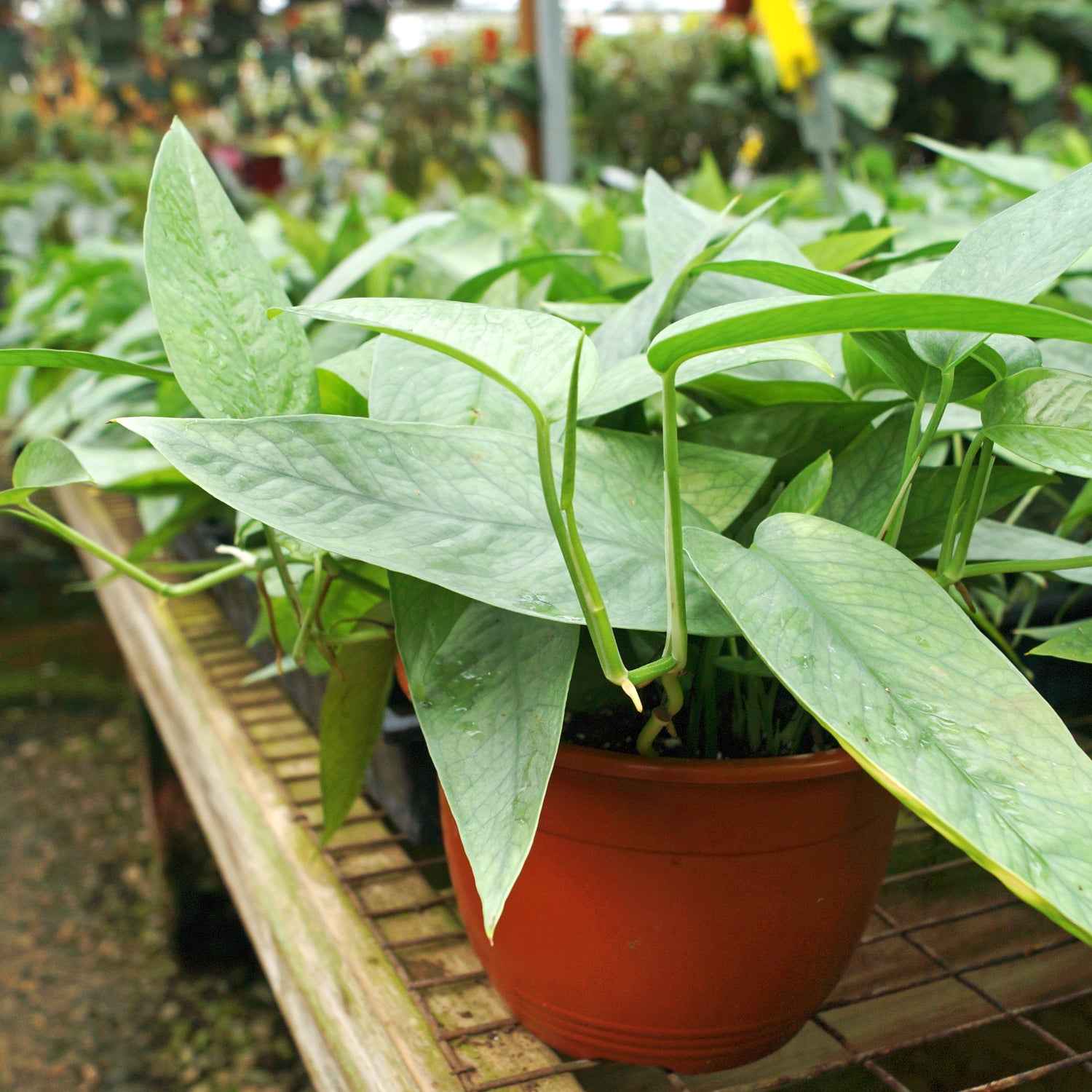 cebu blue pothos for sale Epipremnum pinnatum 'Cebu Blue' 6" Hanging Basket