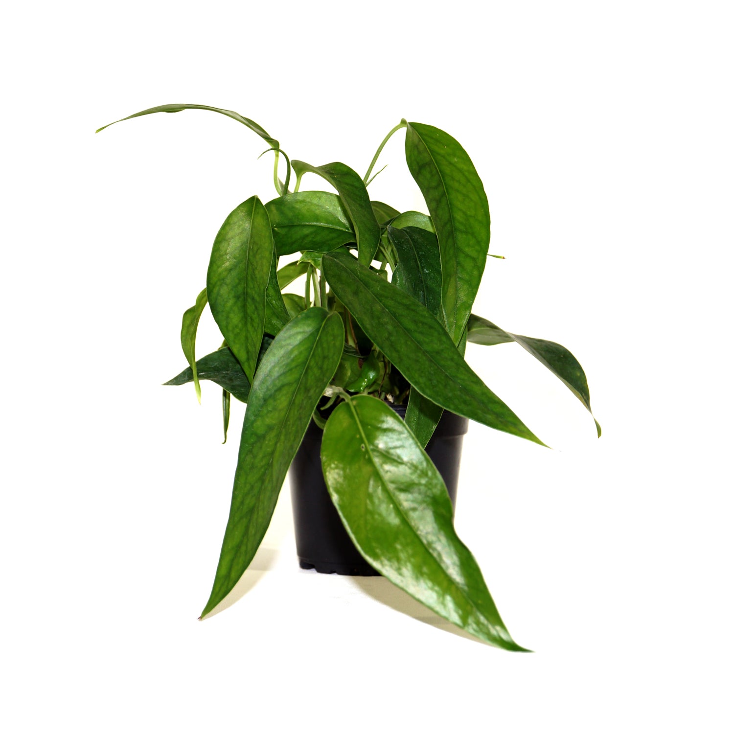 pinnatum pothos Epipremnum pinnatum