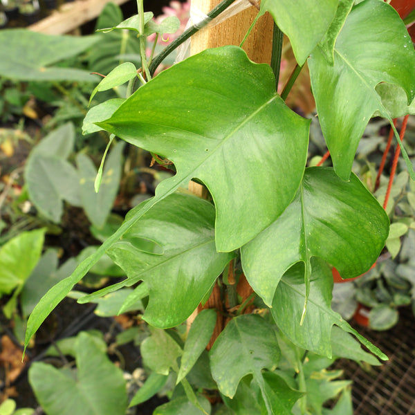 skeleton pothos Epipremnum pinnatum 'Skeleton Key'