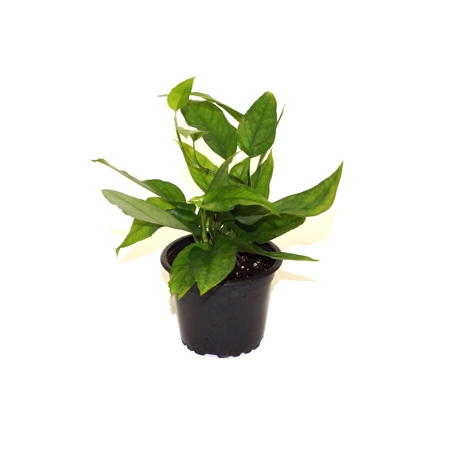 skeleton key pothos for sale Epipremnum pinnatum 'Skeleton Key'