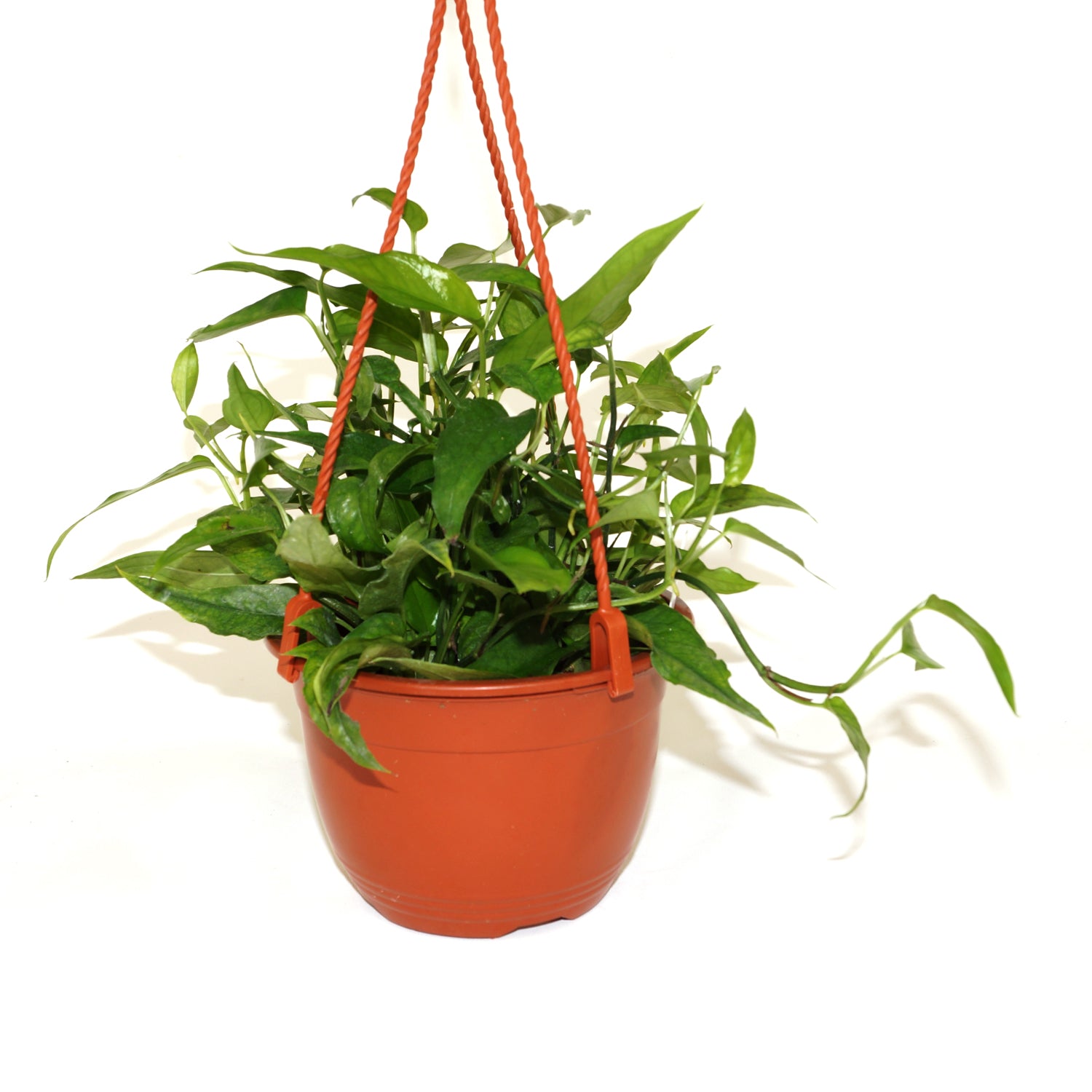 pothos epipremnum pinnatum 'skeleton key' Epipremnum pinnatum 'Skeleton Key'