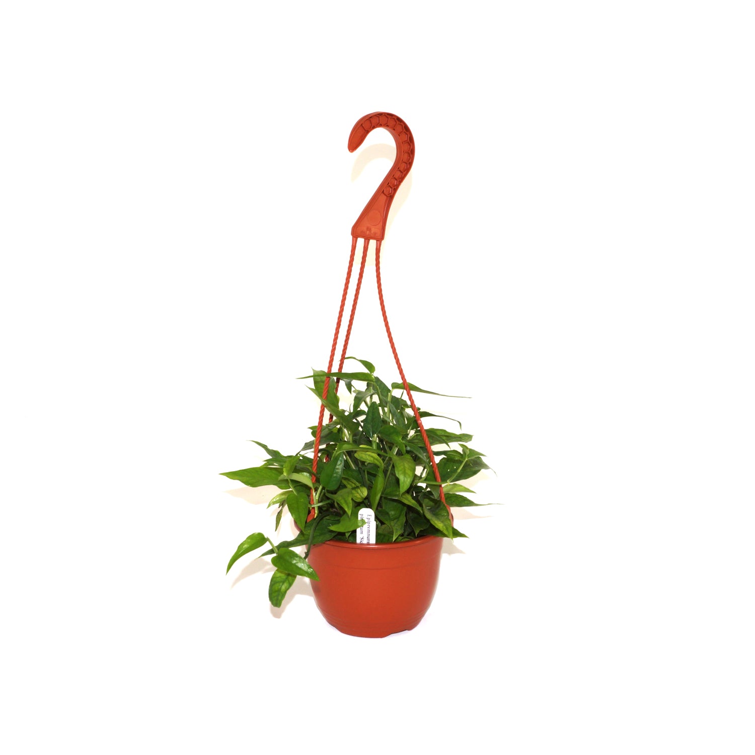 pothos skeleton key Epipremnum Pinnatum for Sale (Cebu Blue Pothos) – Steve's Leaves