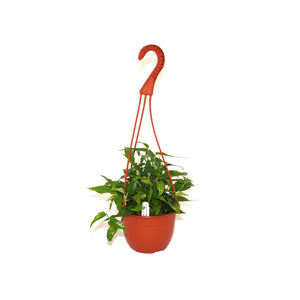 Epipremnum pinnatum 'Skeleton Key' - 6" Hanging Basket