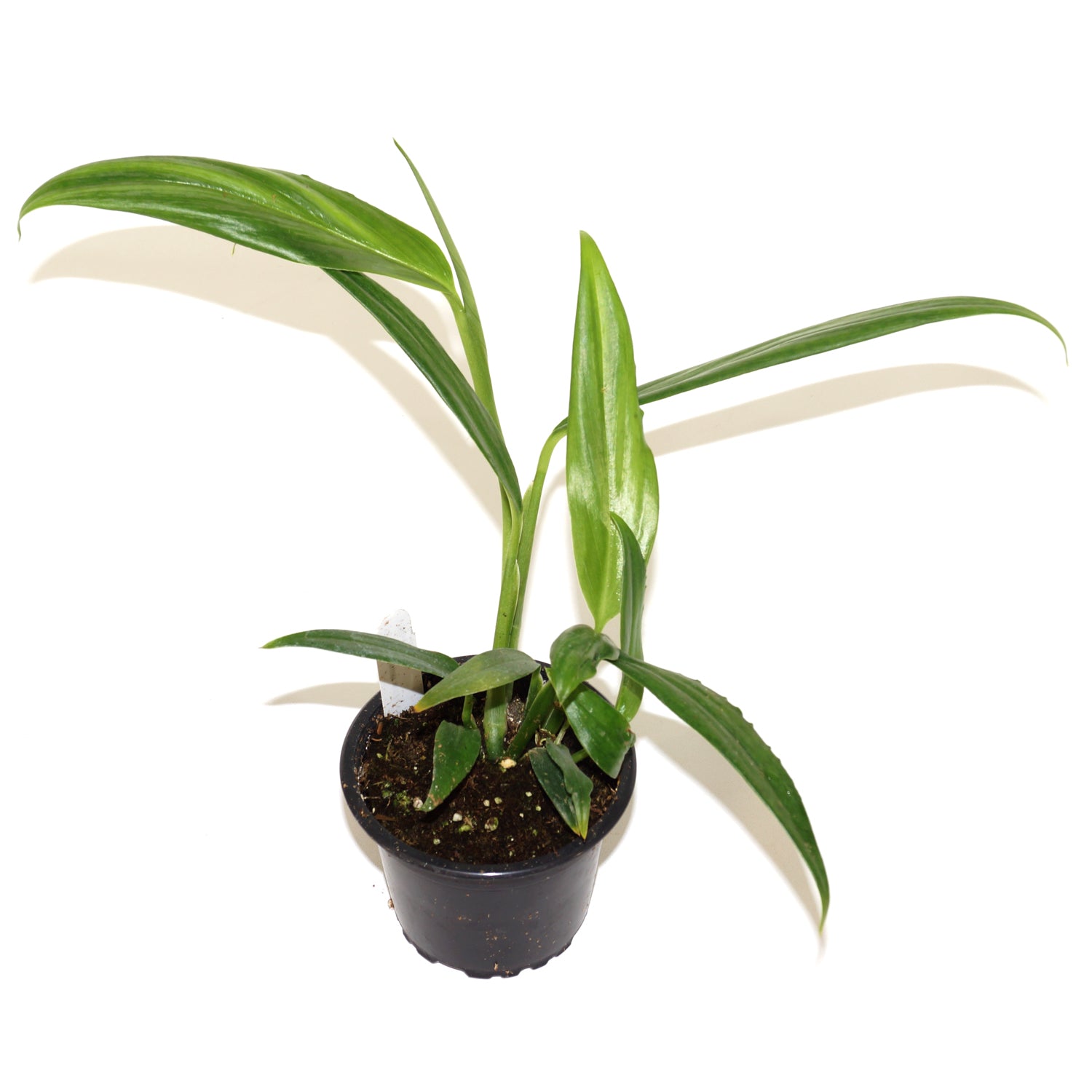 philodendron amplissimum silver Epipremnum amplissimum "Silver"