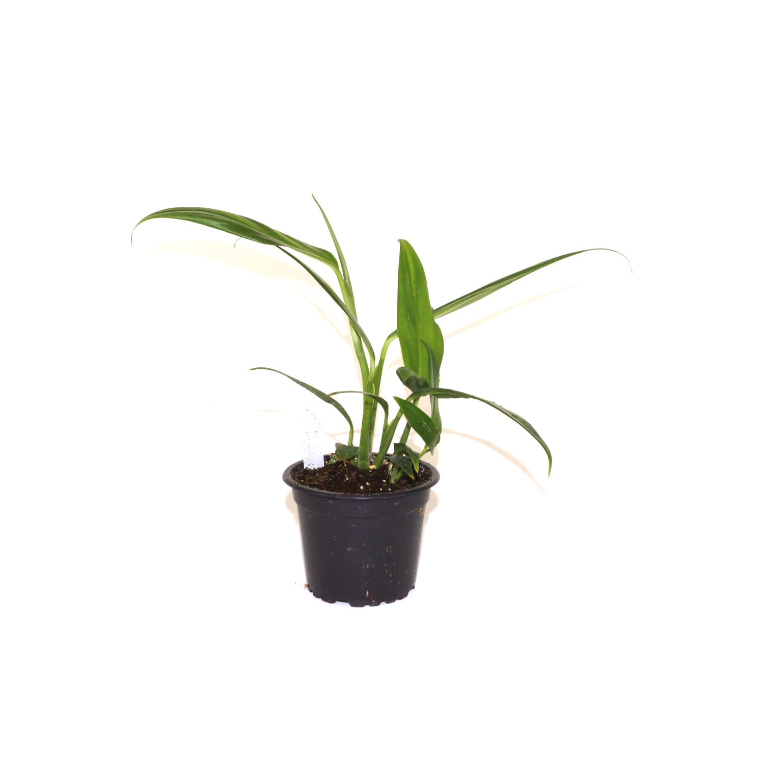 philodendron amplissimum silver Epipremnum amplissimum "Silver"