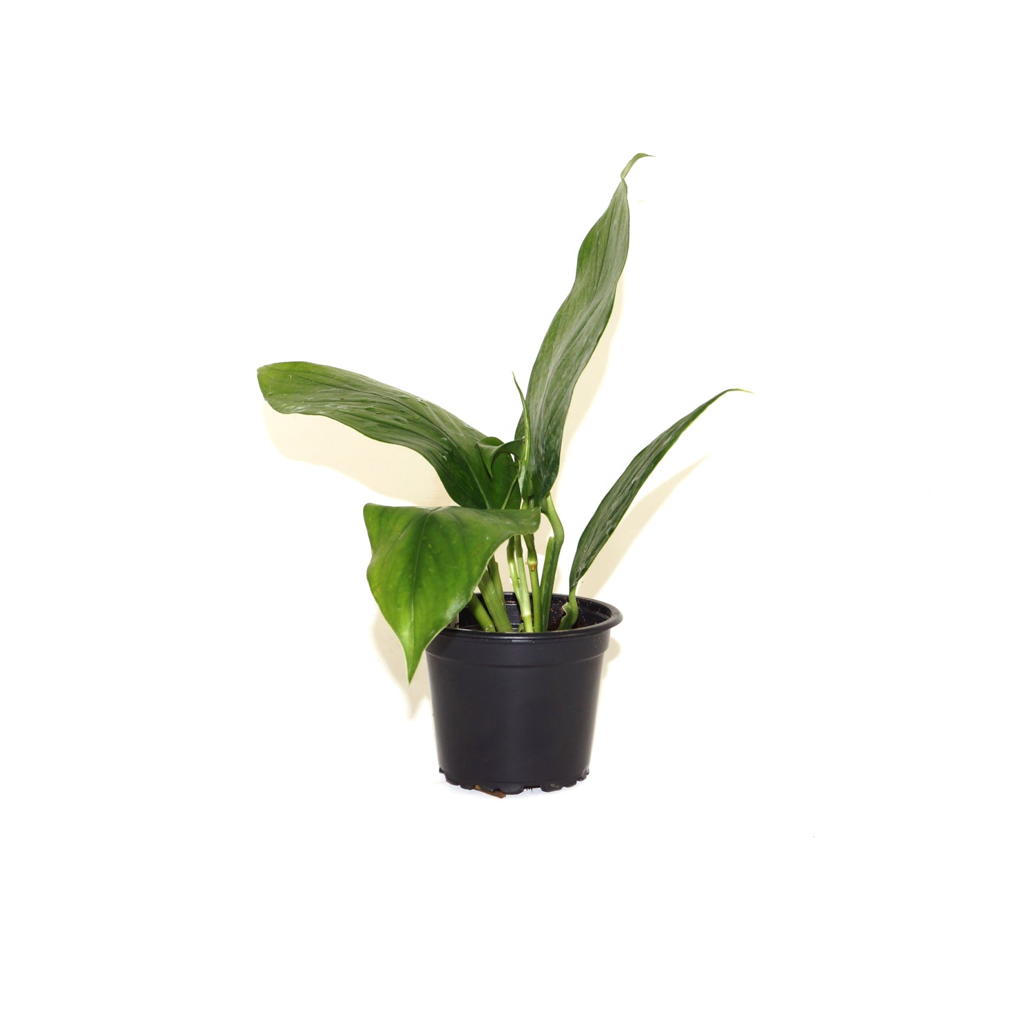 monstera acacoyaguensis Monstera acacoyaguensis | Tree-Climbing Aroid Plant