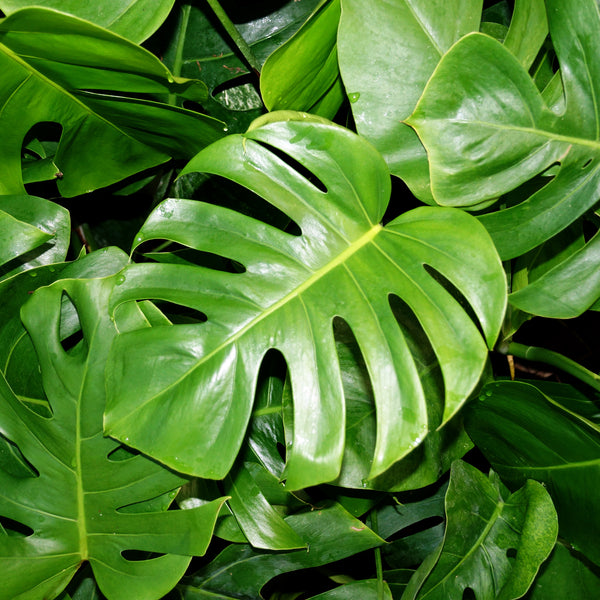 araceae-monstera-deliciosavar. araceae-monstera-deliciosavar.