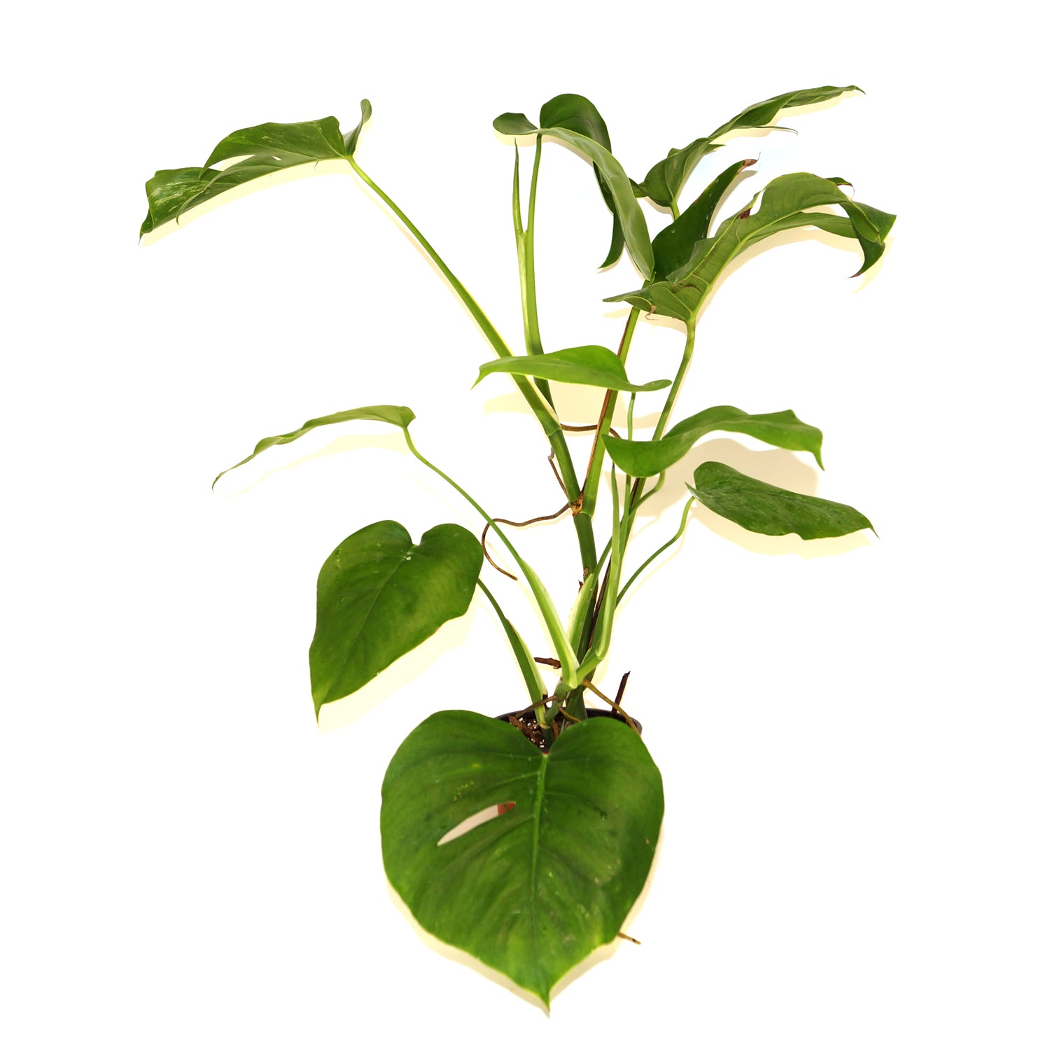 monstera deliciosa var Monstera deliciosa