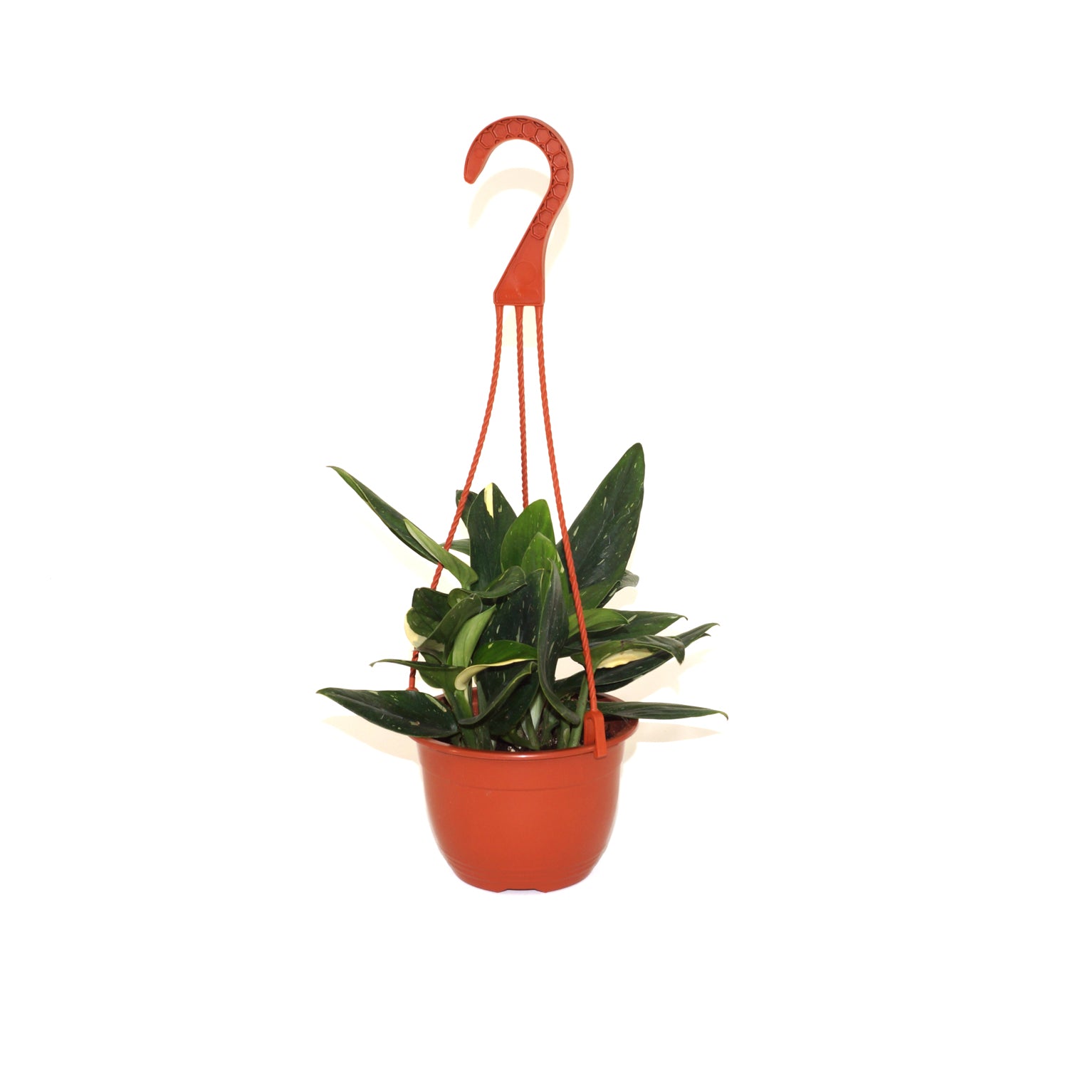 albo monstera standleyana Monstera Standleyana Albo Variegata | Hanging Basket Plant
