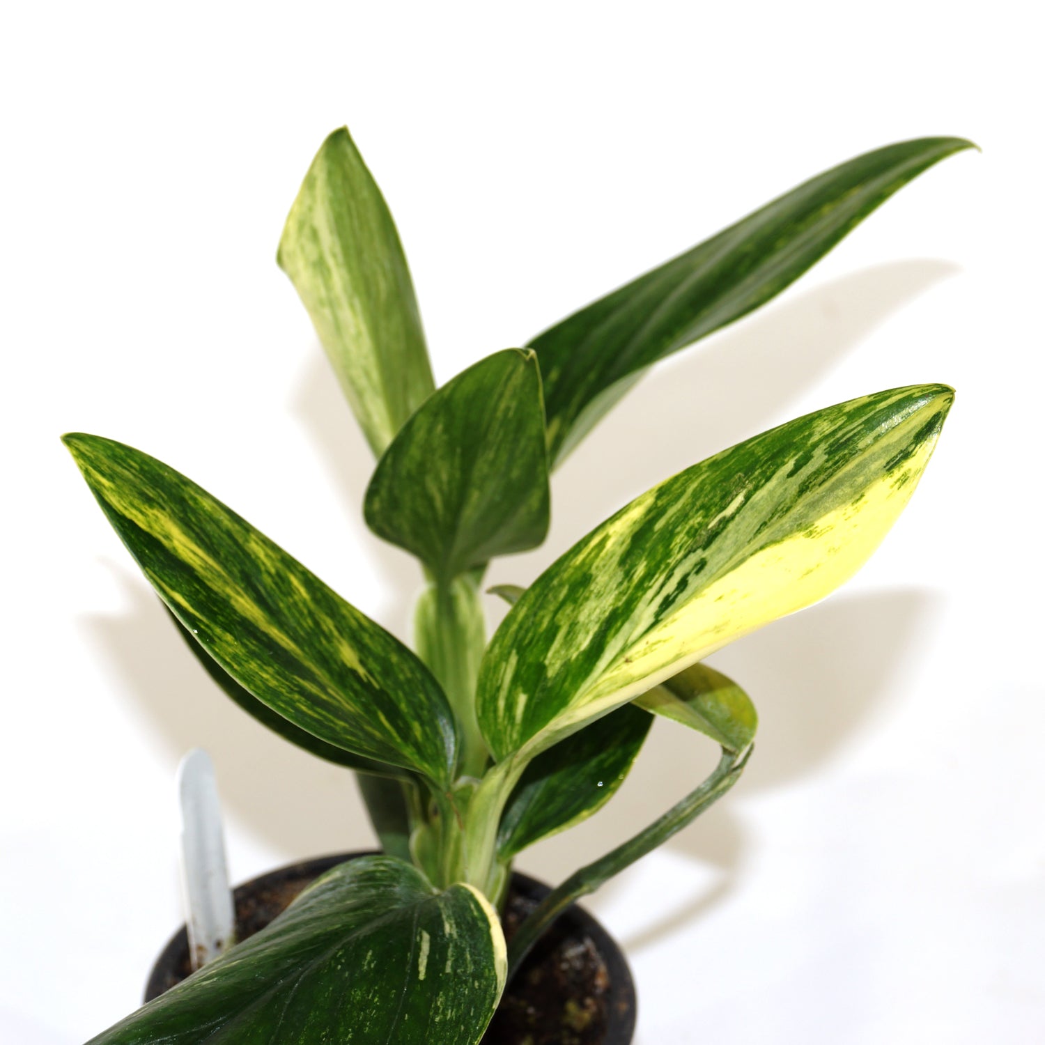 monstera standleyana plant Monstera Standleyana Aurea Variegata