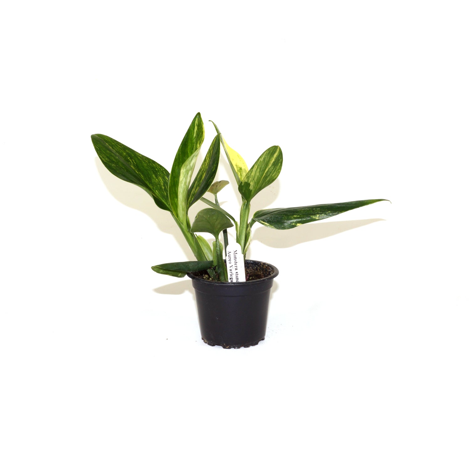 monstera standleyana aurea Monstera Standleyana Aurea Variegata