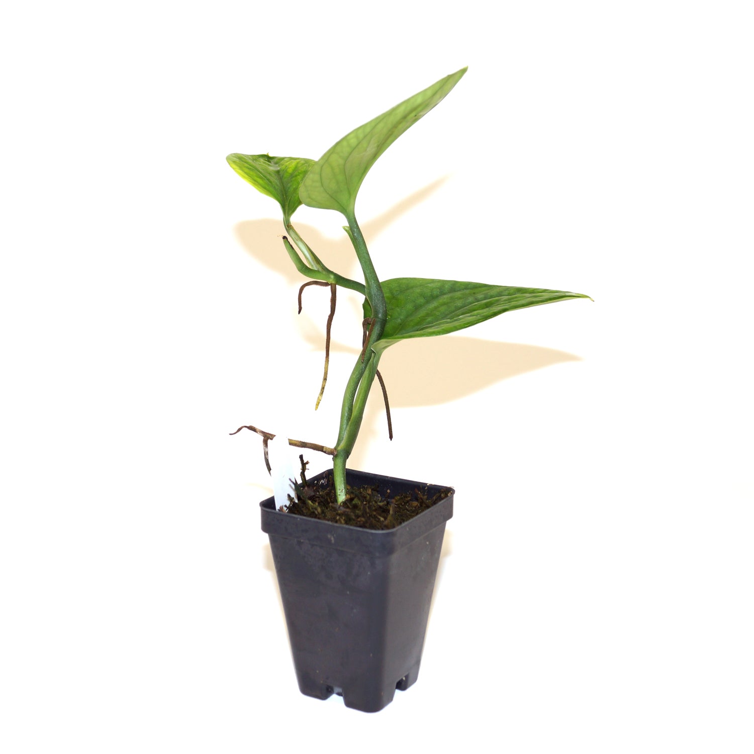 monstera peru for sale Monstera sp. 'Peru'