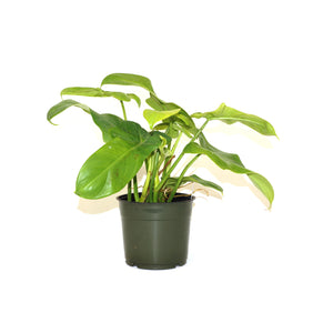 Philodendron bipennifolium aurea - 5.5" Pot