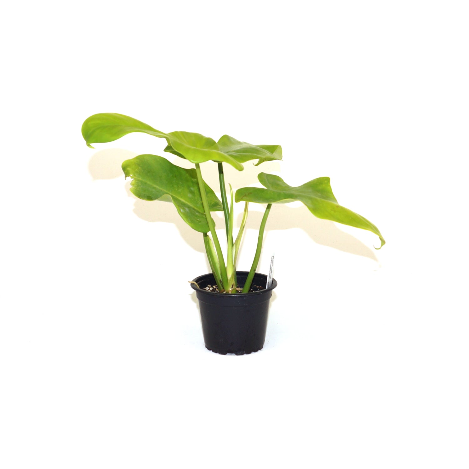 Philodendron bipennifolium aurea - 3.5" Pot