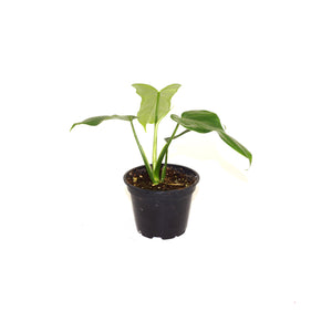 Philodendron bipennifolium - 3.5" Pot