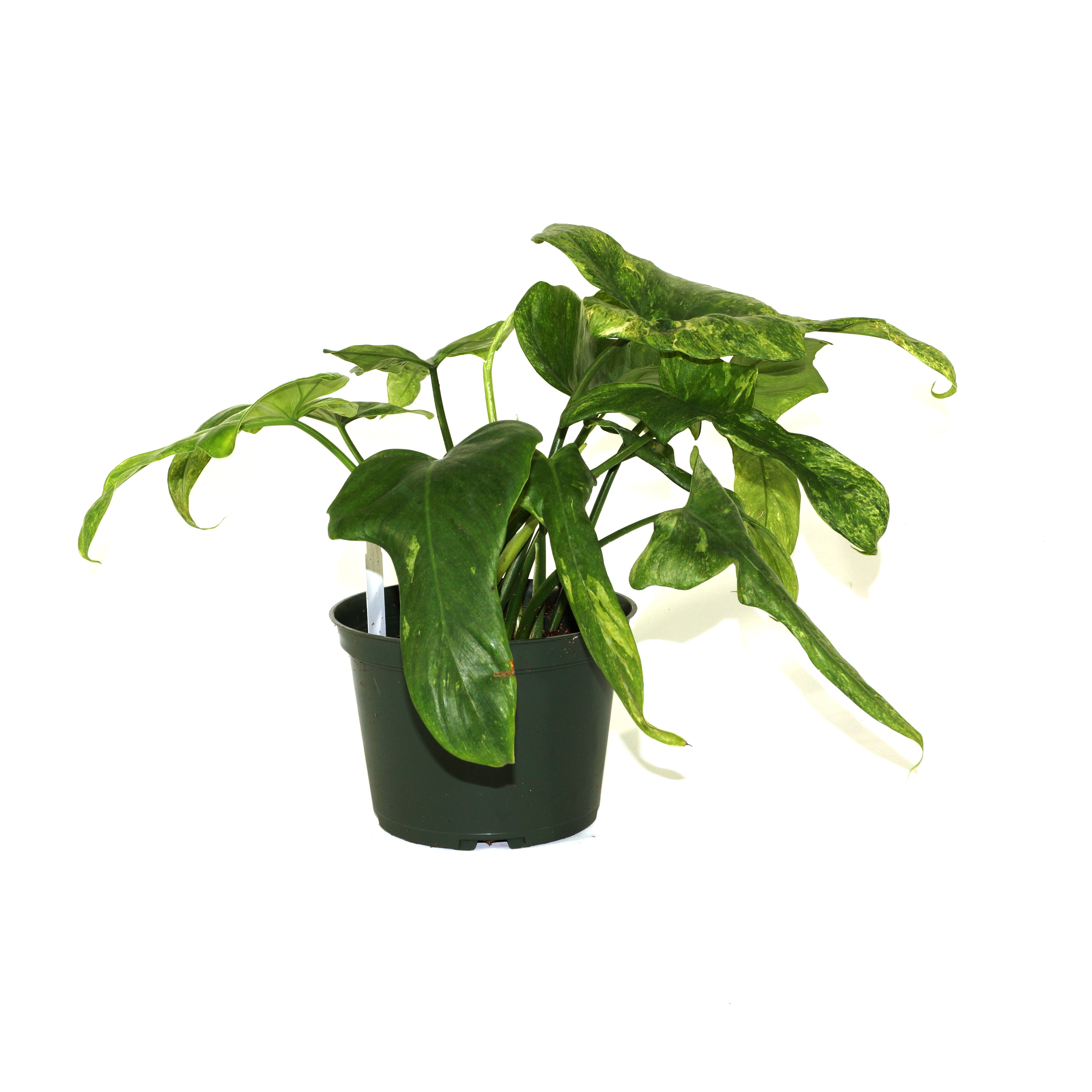 philodendron bipennifolium columbia Philodendron bipennifolium 'Splash Gordon'