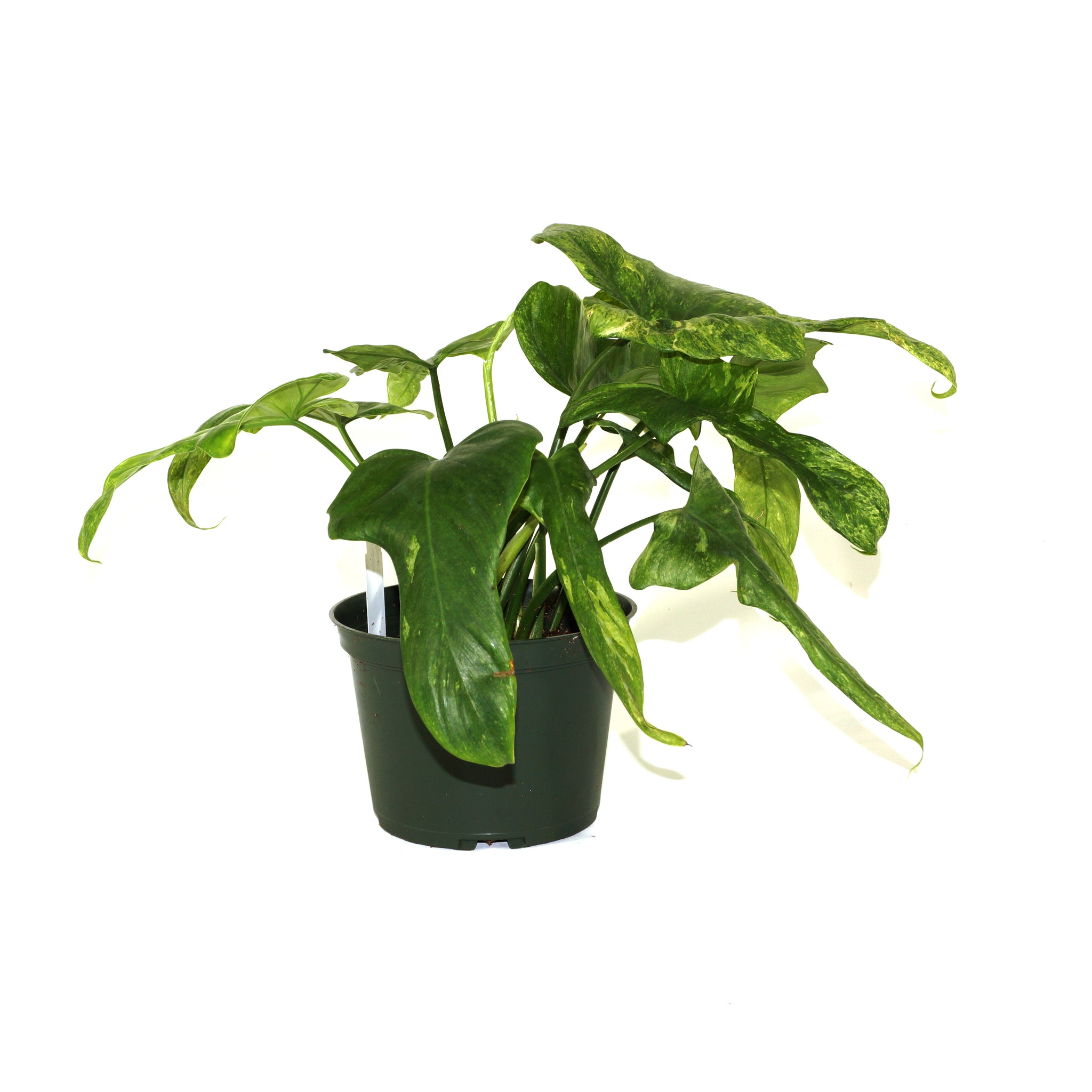 Philodendron bipennifolium 'Splash Gordon' - 5.5" Pot