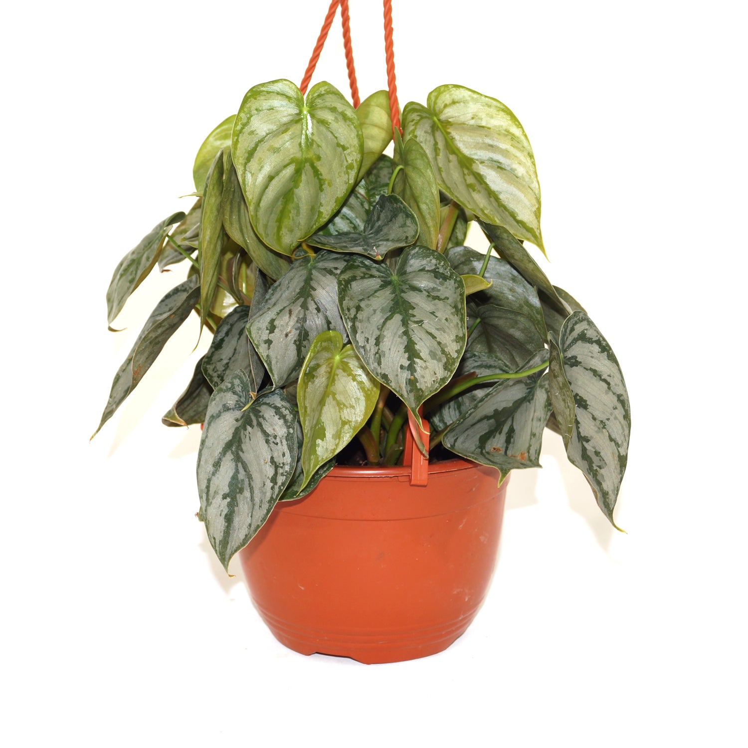 philodendron brandi brandtianum Philodendron brandtianum