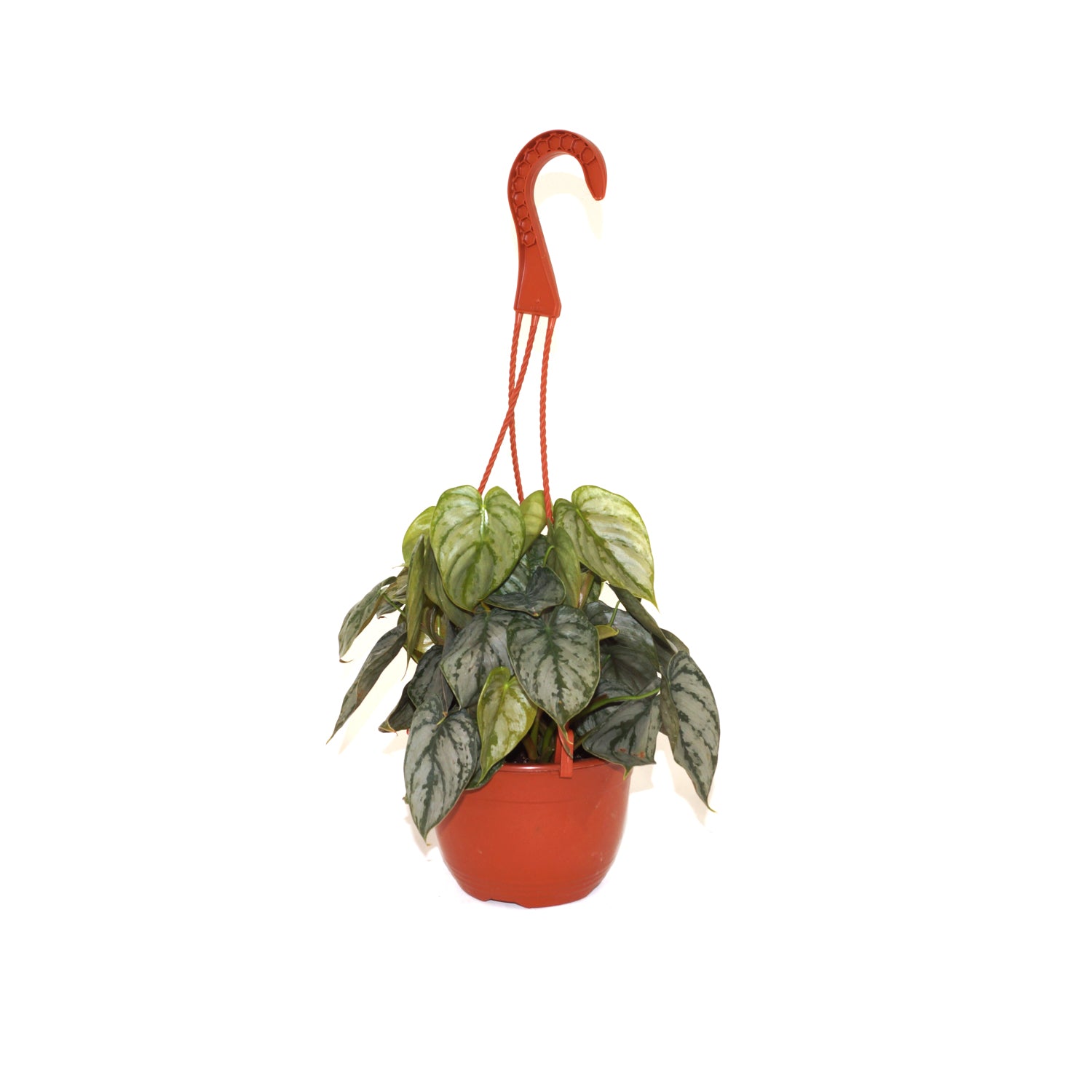 philodendron branditanum greeneryunlimited.co Philodendron brandtianum