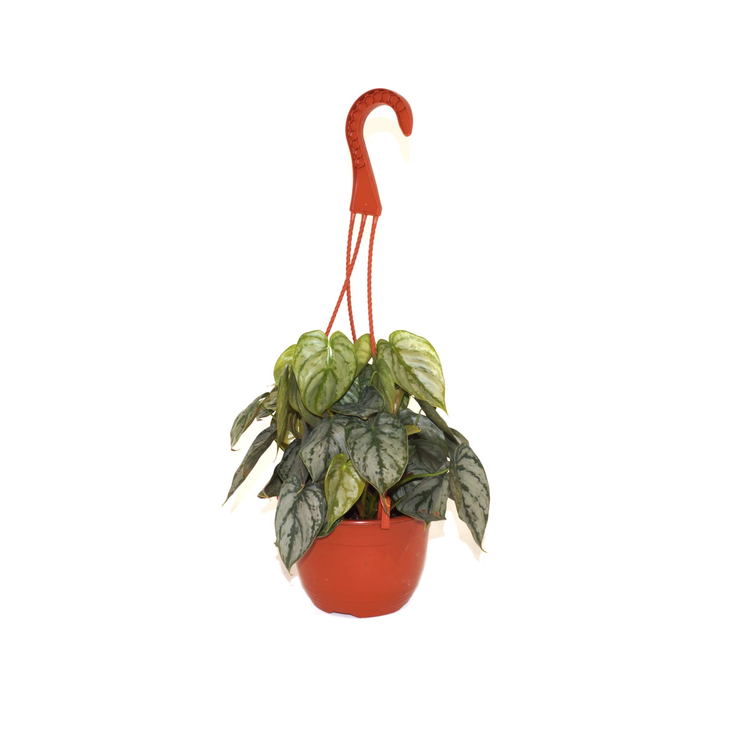 Philodendron brandtianum - 6" Hanging Basket