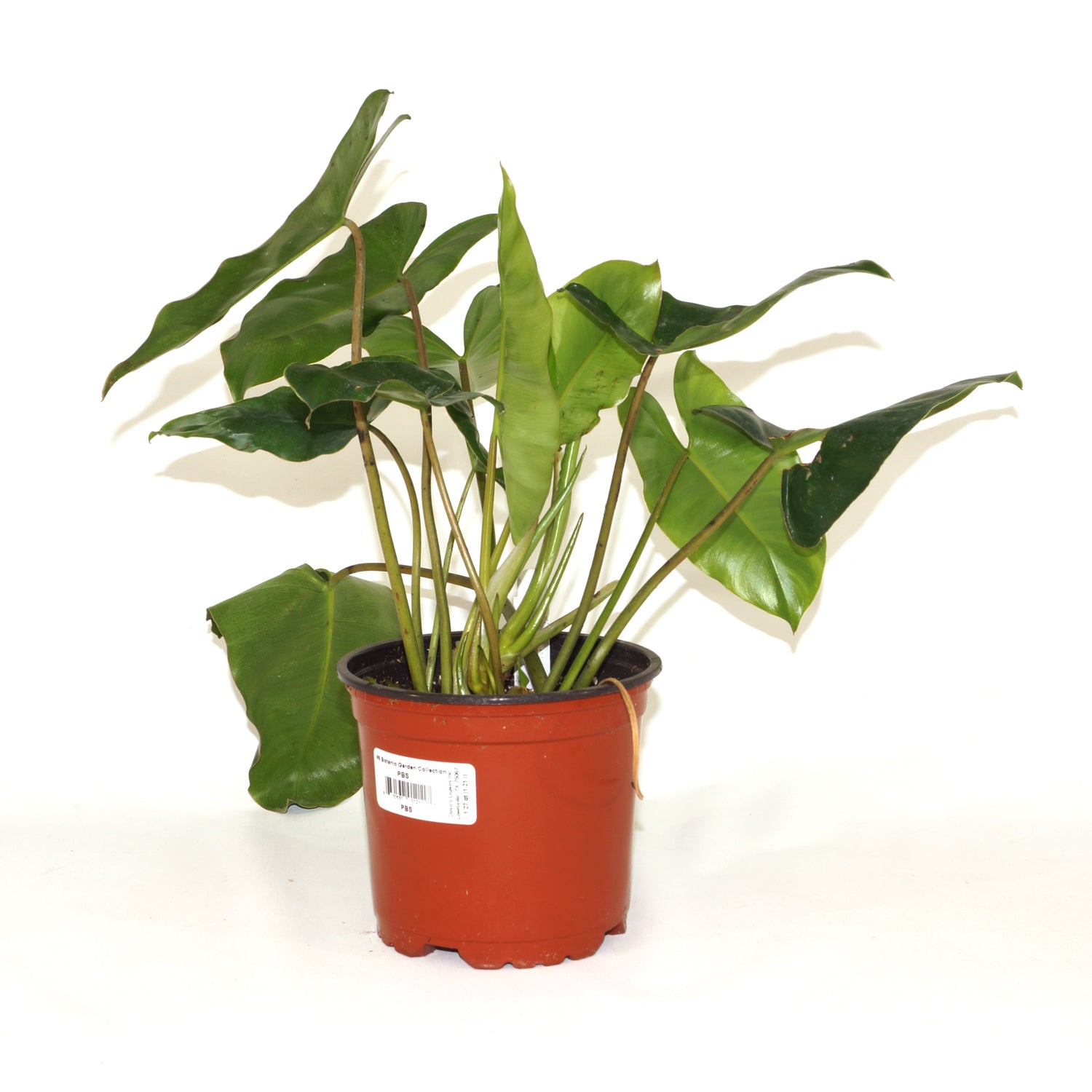 philodendron burle marx price Philodendron 'Burle Marx'