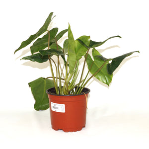 Philodendron 'Burle Marx' - 5.5" Pot