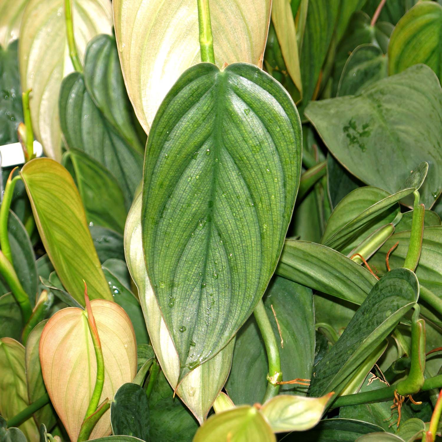 philodendron burle marx price Philodendron 'Burle Marx Fantasy'