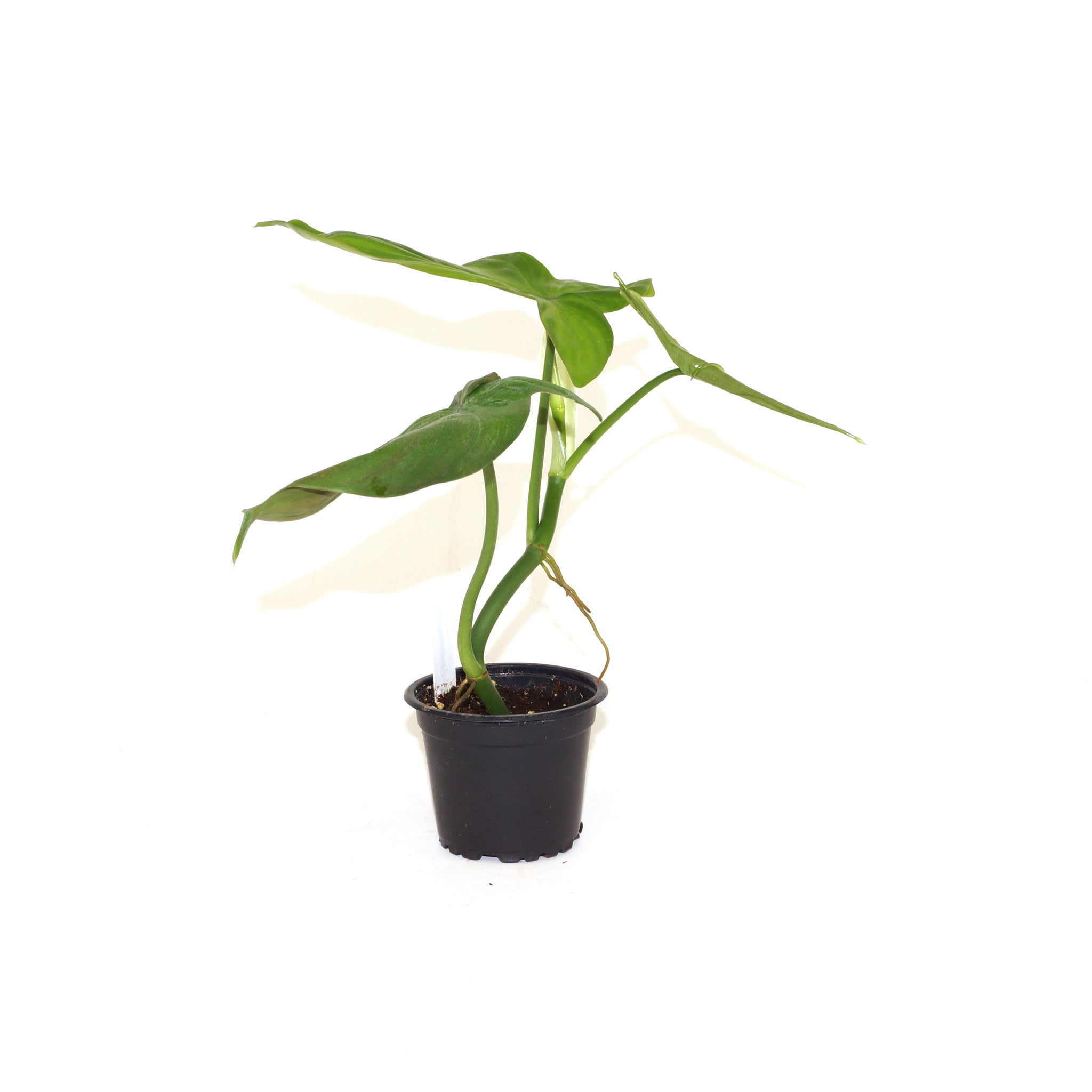 Philodendron camposportoanum - 3.5" Pot