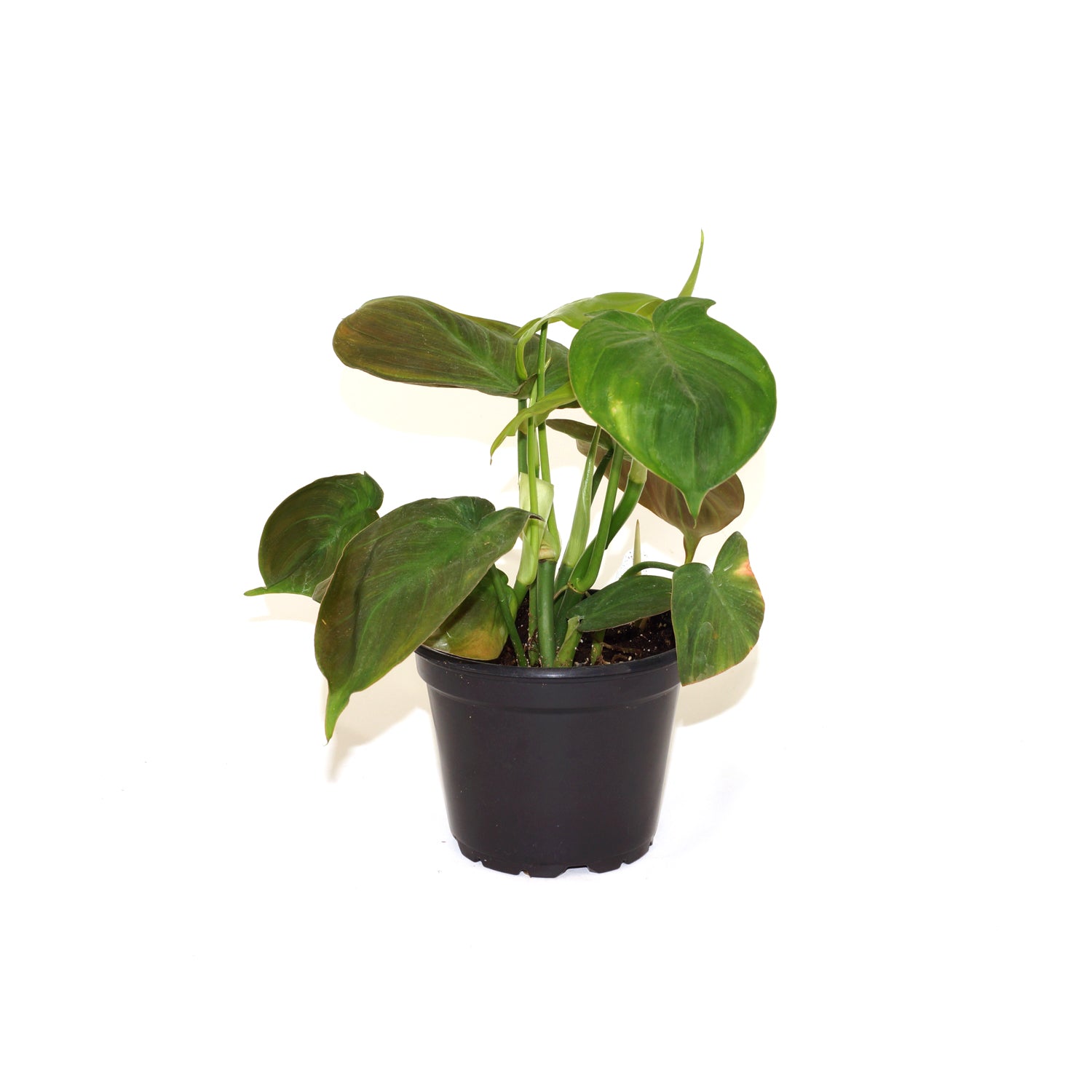campo philodendron Philodendron camposportoanum